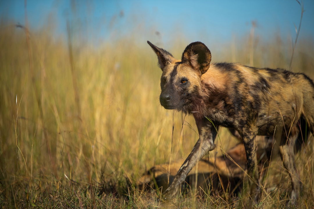 a wild dog sighted in tall grass by at wilderness duma tau camp botswana
