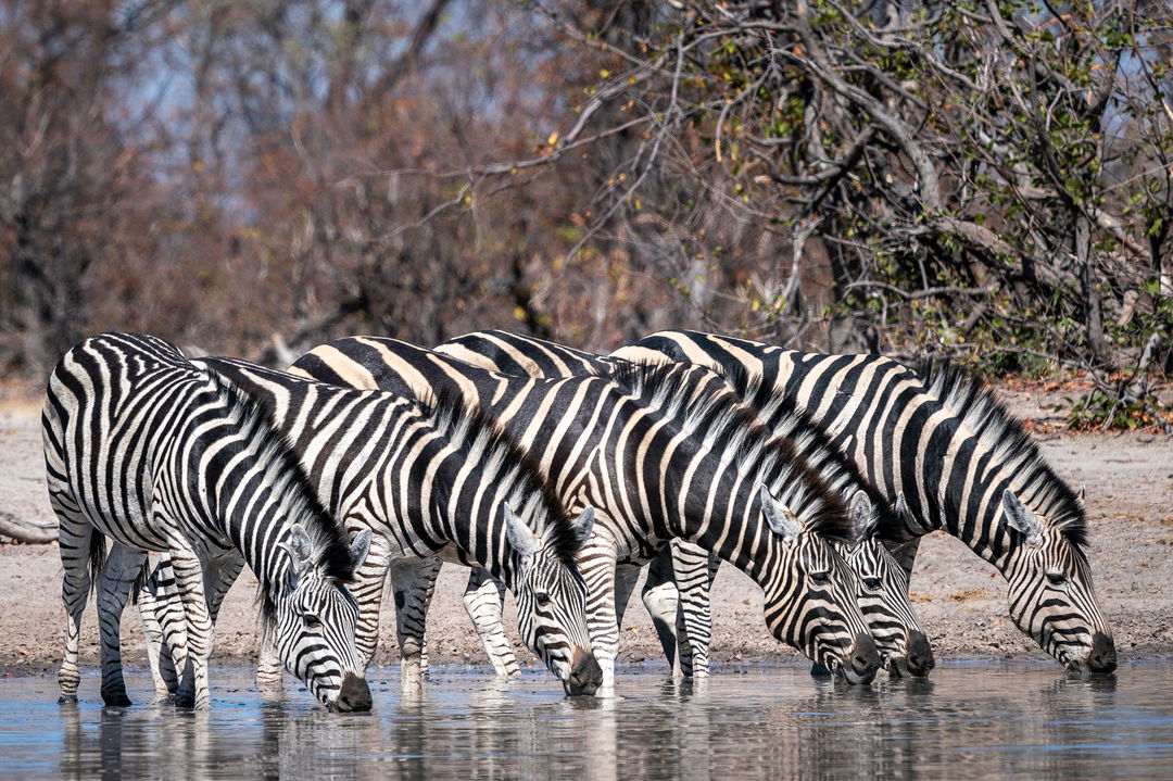 zebras dringking at delta near at wilderness duma tau camp botswana