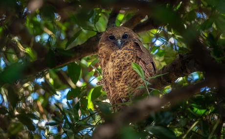 pal's fishing owl in a tree looking straight ahead at Jao Camp Wilderness Botswana pal's fishing owl in a tree looking straight ahead at Jao Camp Wilderness Botswana
