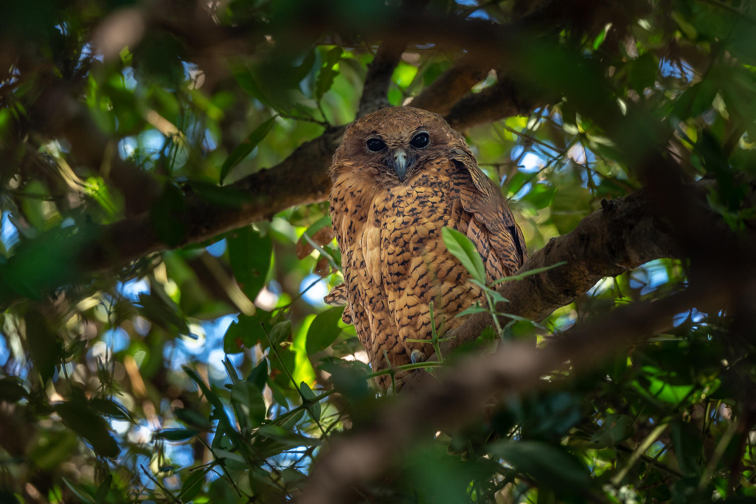 pel fishing owl in a tree in okavango delta