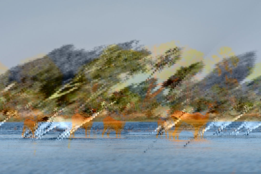 herd of lechwe antelopes in waters of delta by Jao Camp Wilderness Botswana