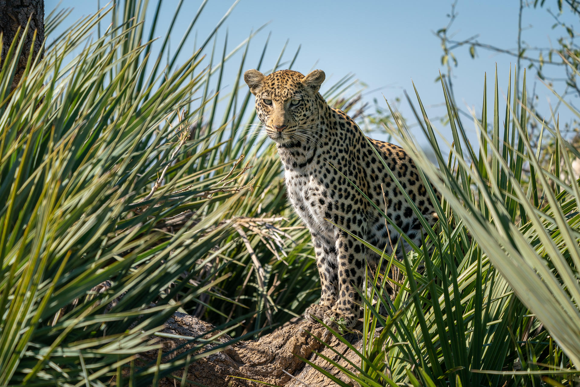 leopard on outcrop between grass at jao reserve