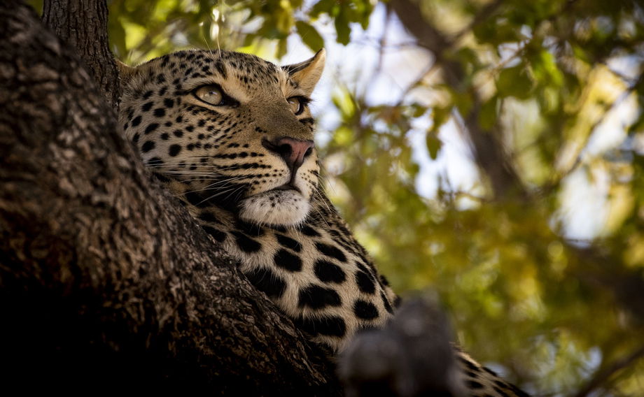 leopard sleeping on a branch of tree at Jao Camp Wilderness Botswana
