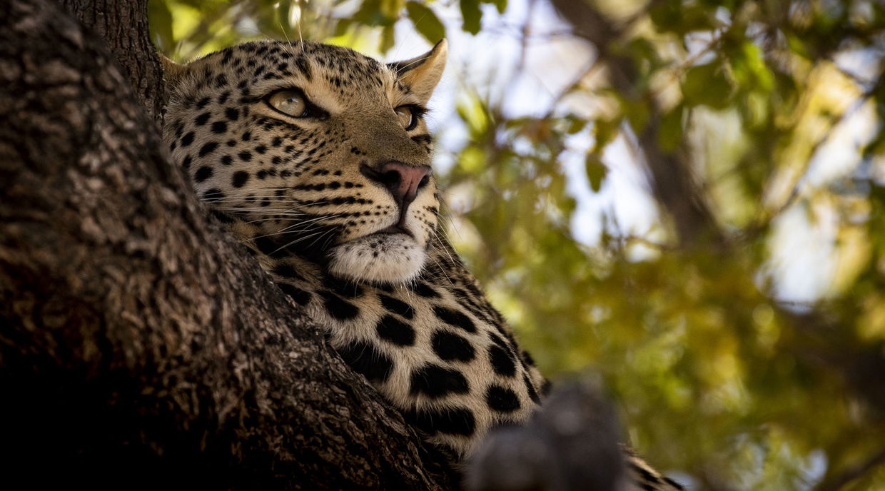 leopard sleeping on a branch of tree at Jao Camp Wilderness Botswana