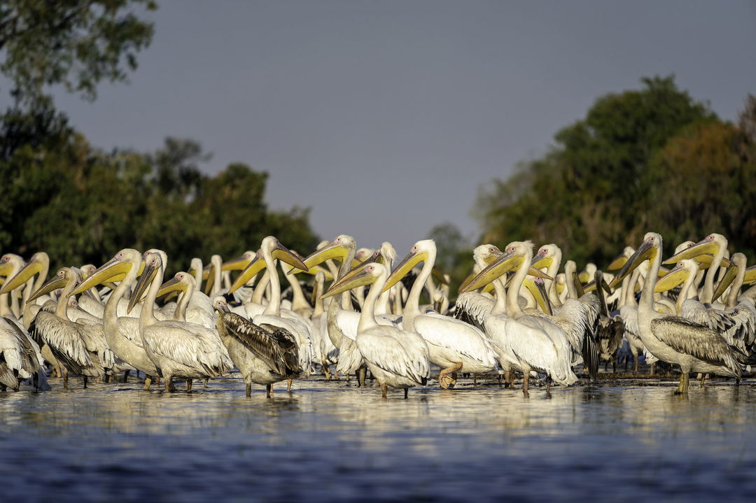 flock of pelicans in shallow waters of the Okavango delta by Jao Camp Wilderness Botswana
