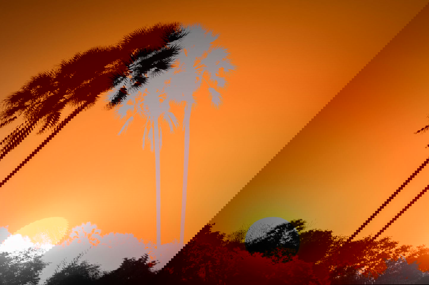 sun setting between palm trees of Okavango delta by Jao Camp Wilderness Botswana