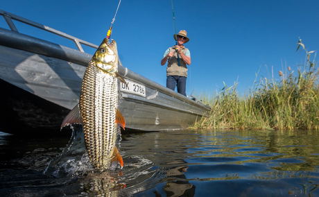 guest landing a tigerfish in the boat of Jao Camp Wilderness Botswana guest landing a tigerfish in the boat of Jao Camp Wilderness Botswana