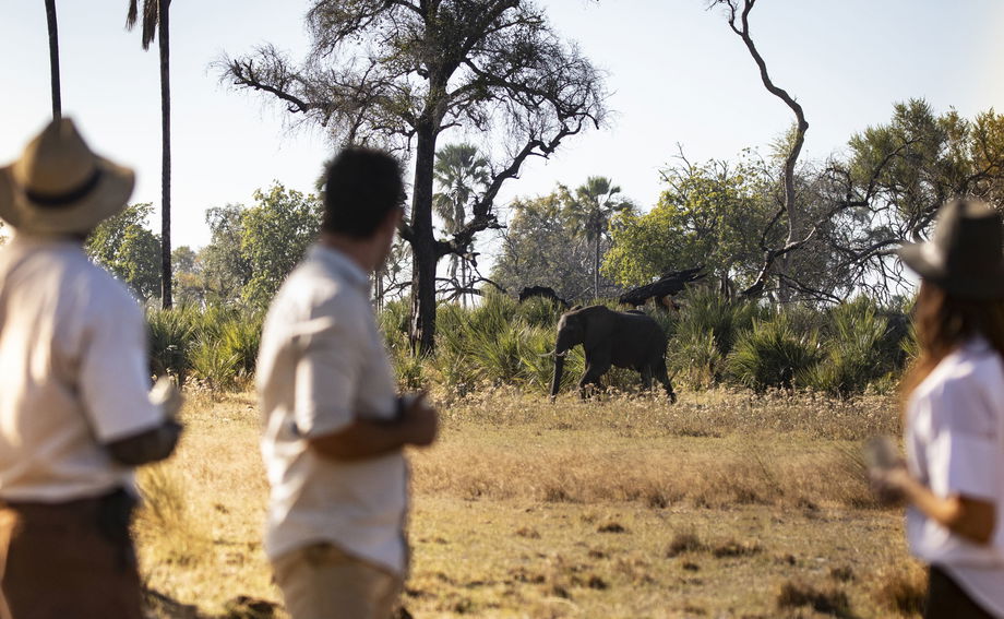 guests on walking safari looking at elephants in delta by Jao Camp Wilderness Botswana guests on walking safari looking at elephants in delta by Jao Camp Wilderness Botswana