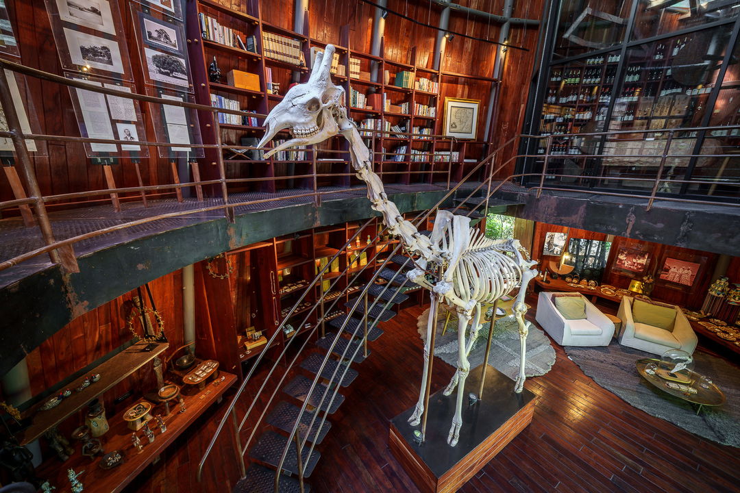 giraffe skeleton from above in the library of Jao Camp Wilderness Botswana