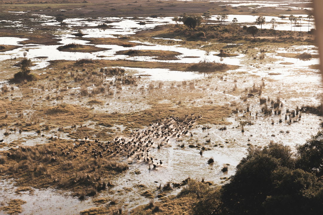 helicopter view of game on Okavango Delta below by Little Mombo Wilderness
