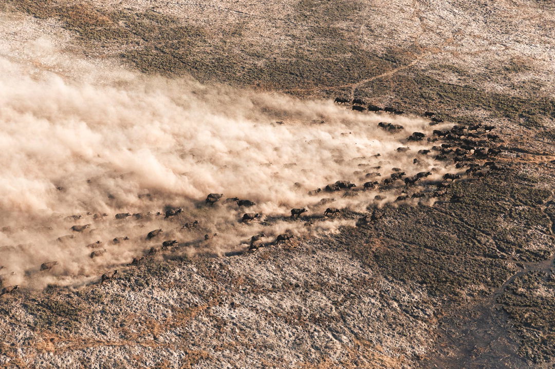 view of game from above in Okavango Delta below by Little Mombo Wilderness
