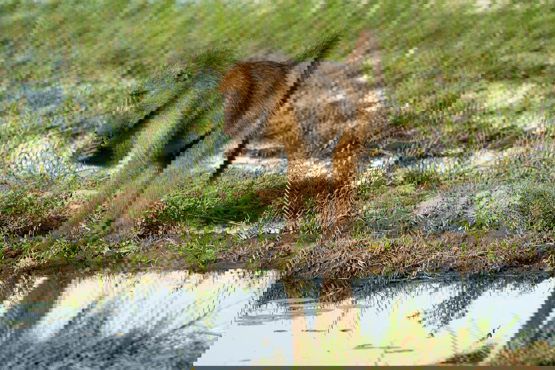 baboon at waterhole at Little Mombo camp Wilderness safaris