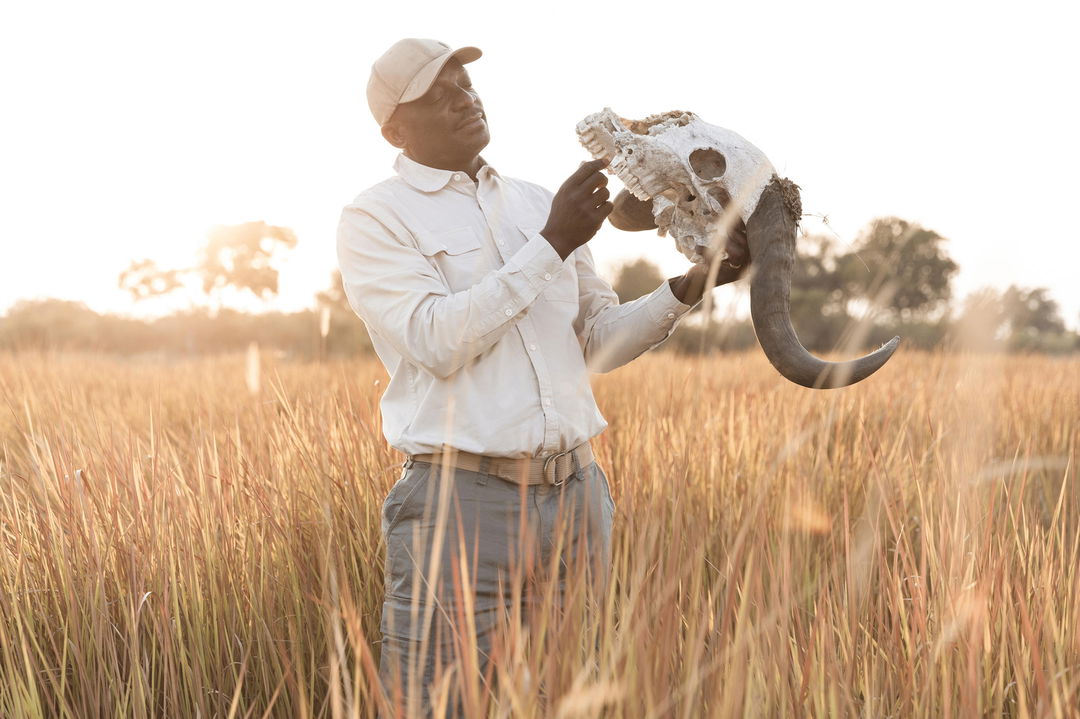 ranger looking at buffalo skull on plains of Okavango Delta by Little mombo camp wilderness