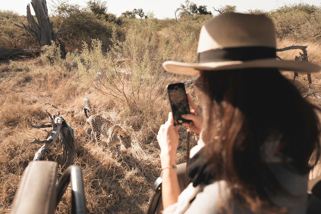 guests on open game viewing vehicle in Okavango Delta with guest filming leopard next to car by Little Mombo Wilderness
