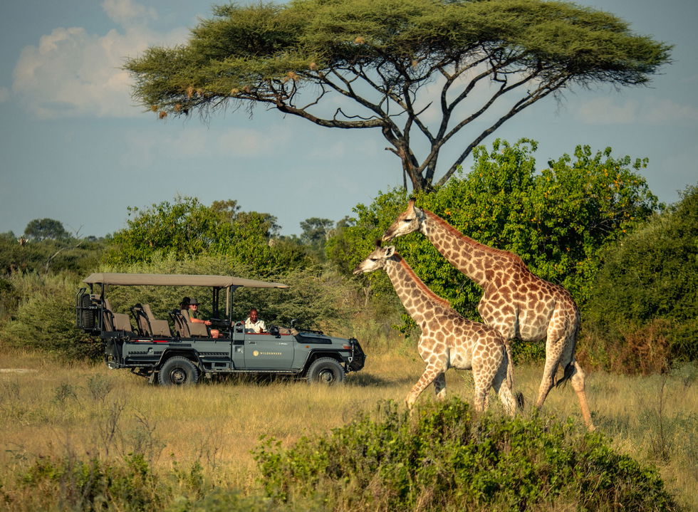 two giraffes walking with safari vehicle in background at Okavango Delta by Little Mombo Wilderness