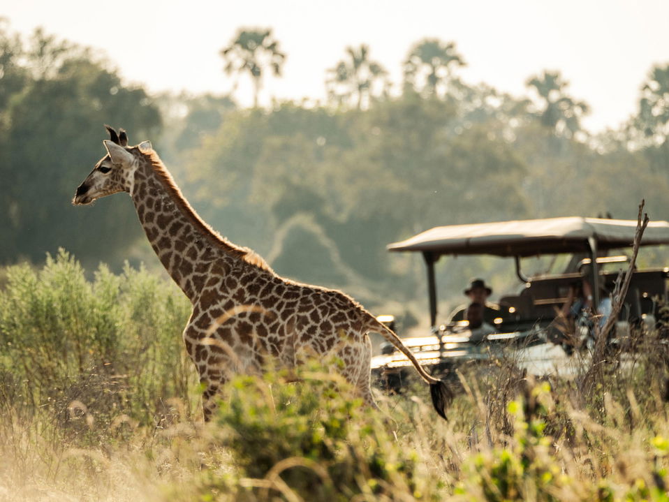 giraffe sighted on game drive by Little mombo Camp wilderness
