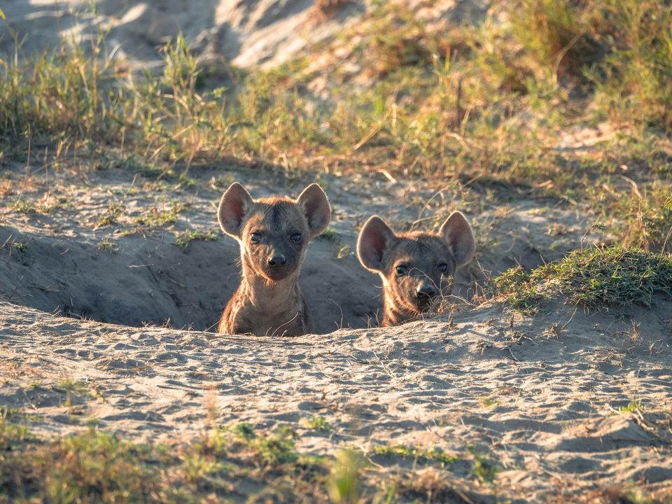 two hyena cubs peeping from den in ground at Little Mombo camp Wilderness safaris