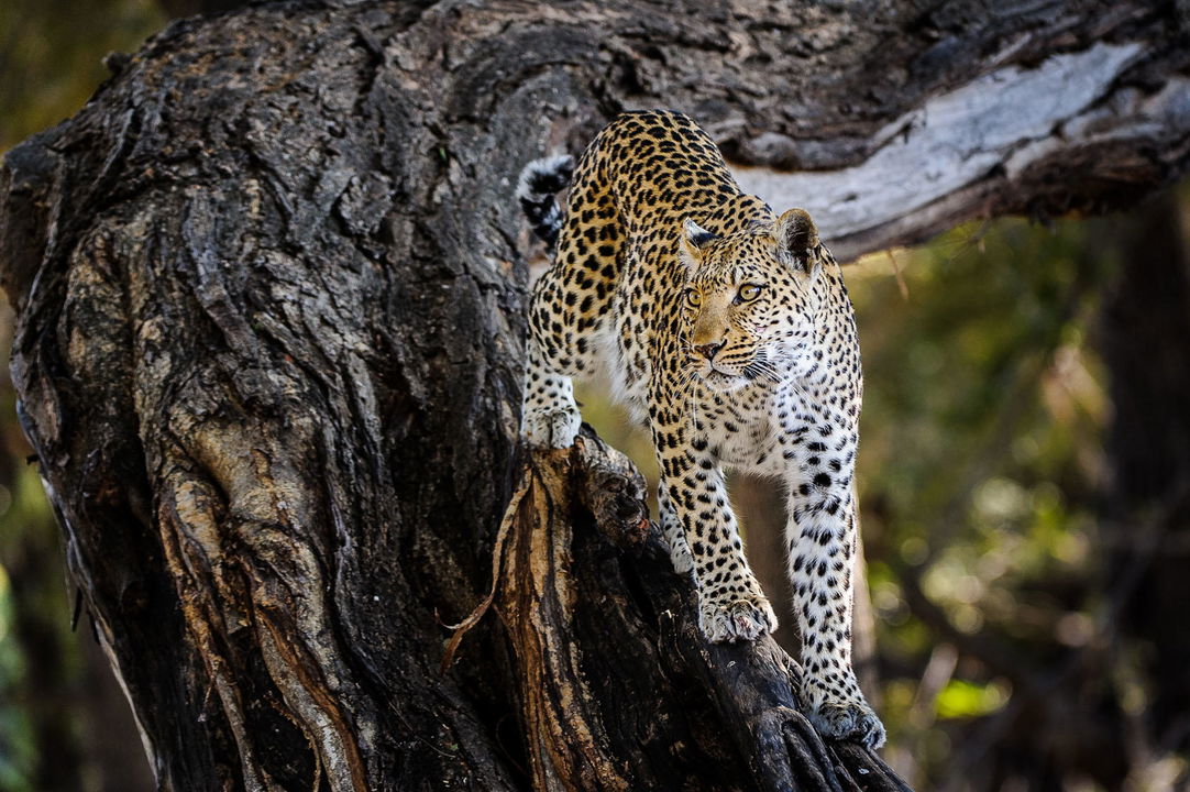 leopard coming down a tree at little mombo camp Okavango delta