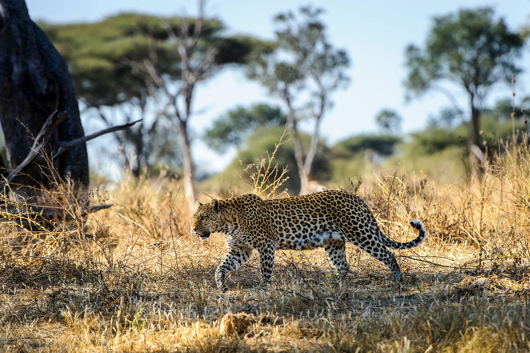 leopard in grass on Okavango delta by Little Mombo Wilderness