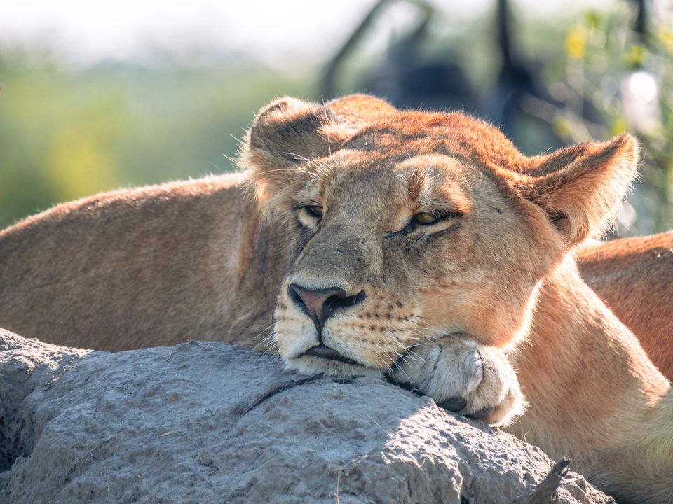 partial view of a young lion lying on a rock sunbathing at Okavango Delta by Little Mombo Wilderness