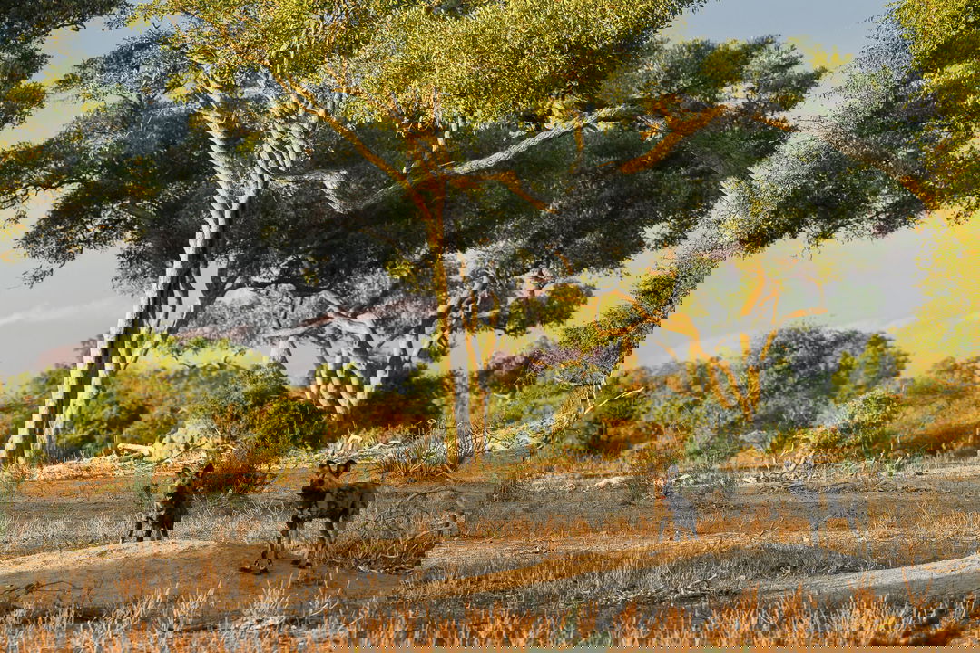 hyenas on plains of delta by Little Mombo Wilderness