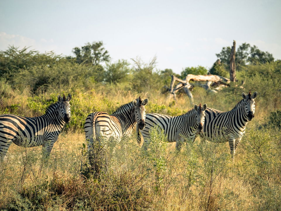 herd of zebras on the plains of little mombo camp wilderness