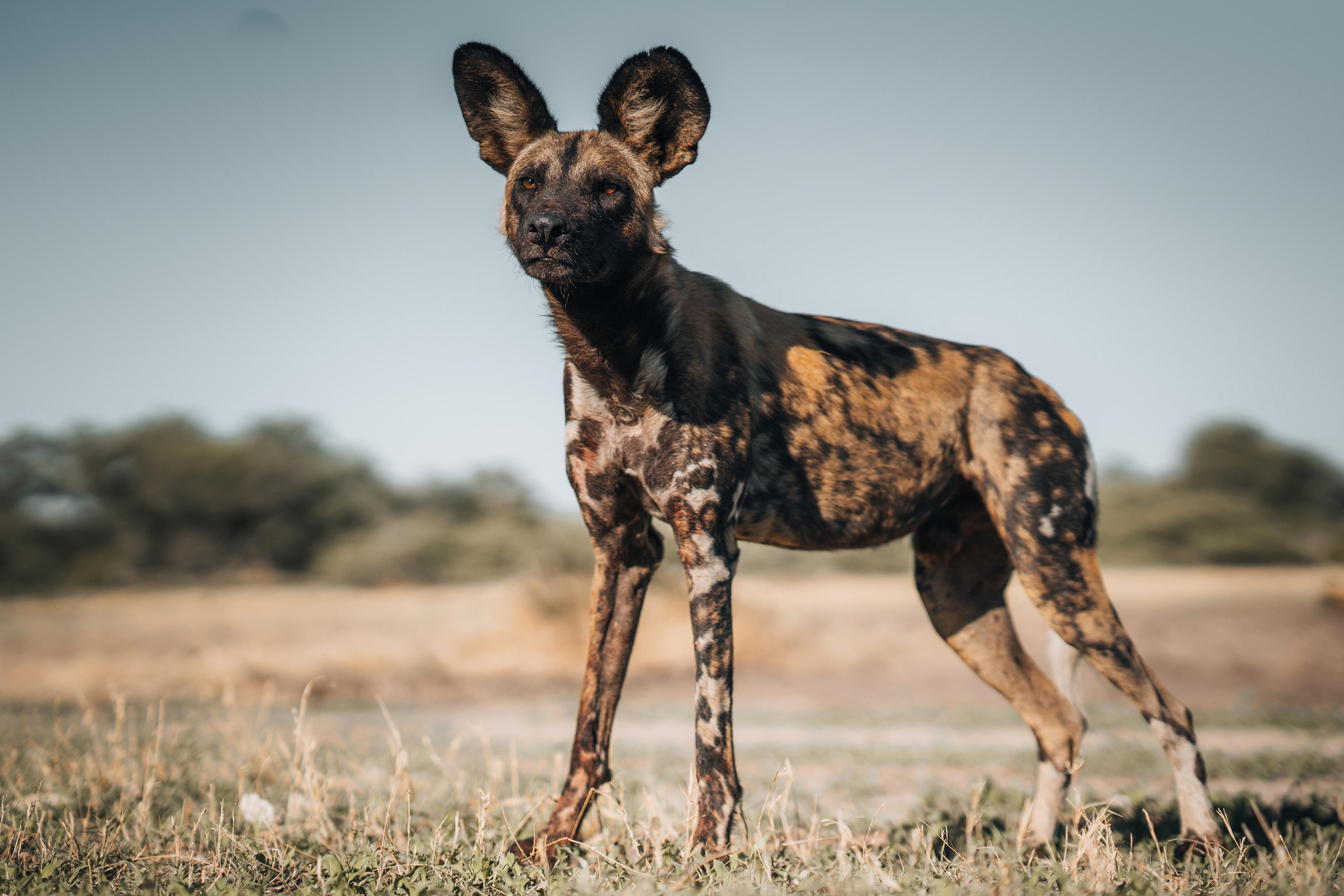 wild dog on plains at wilderness mombo camp Botswana