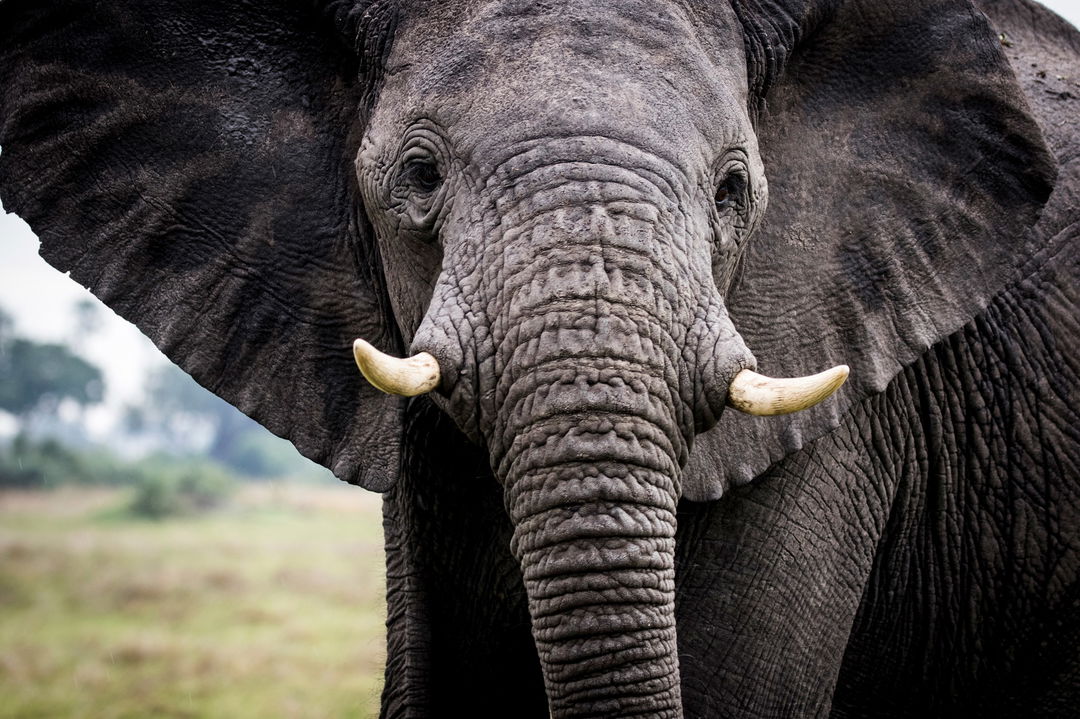 elephant looking straight ahead at Wilderness Mombo Camp Okavango Delta