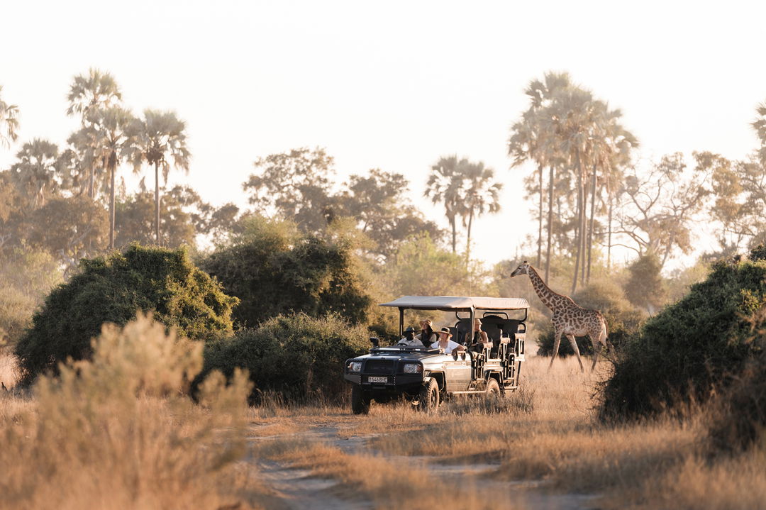 Safari vehicle with guests and giraffe on Okavango delta at Wilderness Mombo Camp