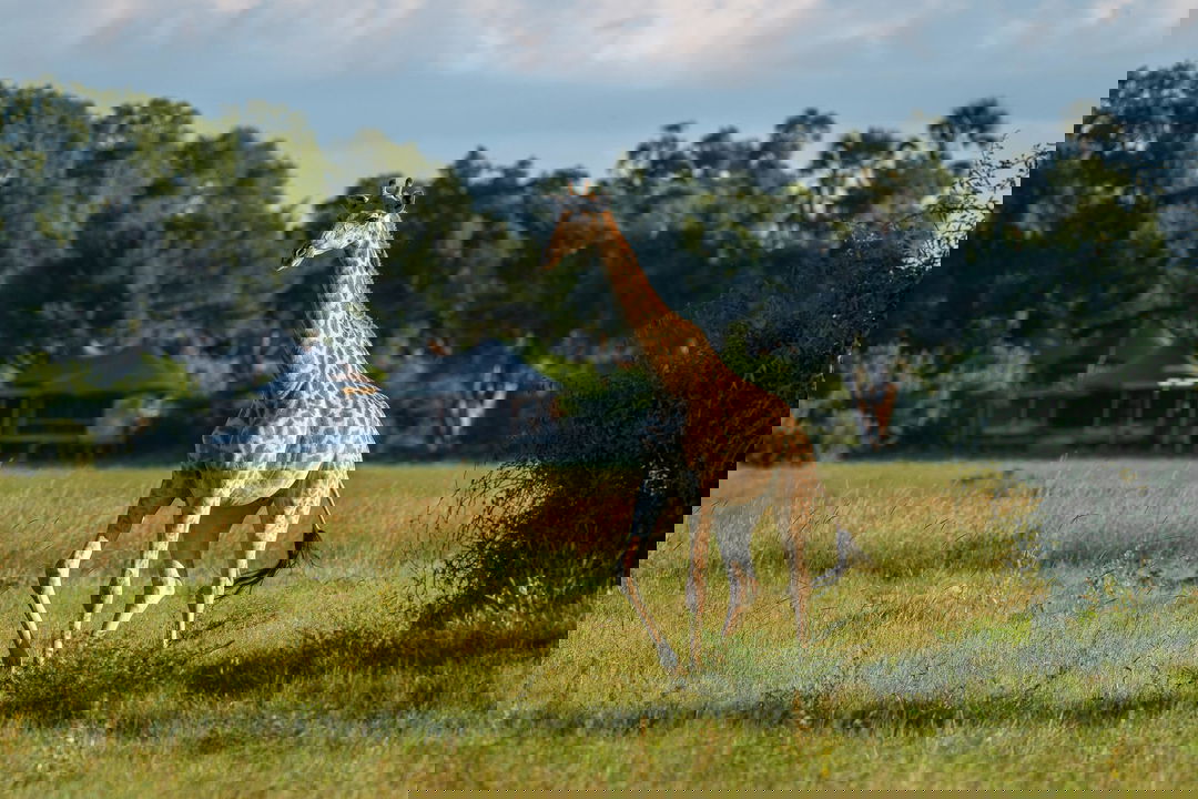 giraffe walking on plains of delta in front of Wilderness Mombo Camp