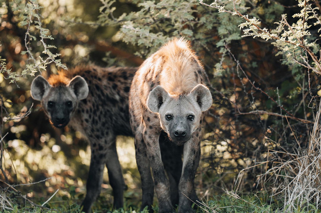 hyenas looking from the undergrowth at Wilderness Mombo Camp Okavango Delta