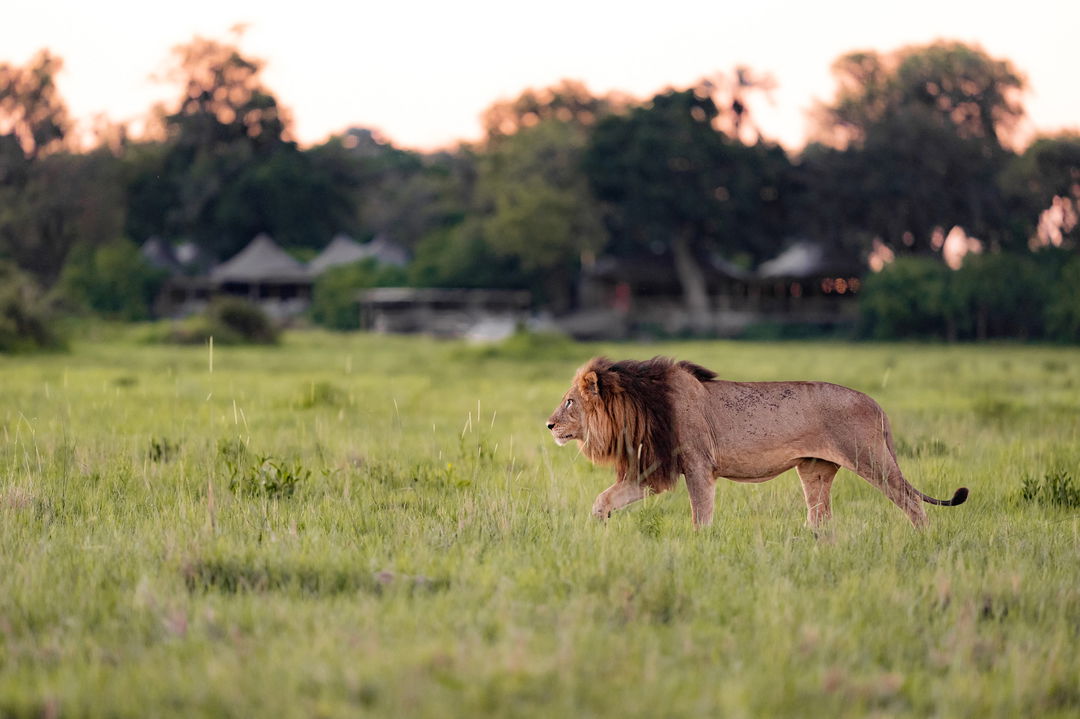 male lion walking in grass of Okavango delta front of Wilderness Mombo Camp