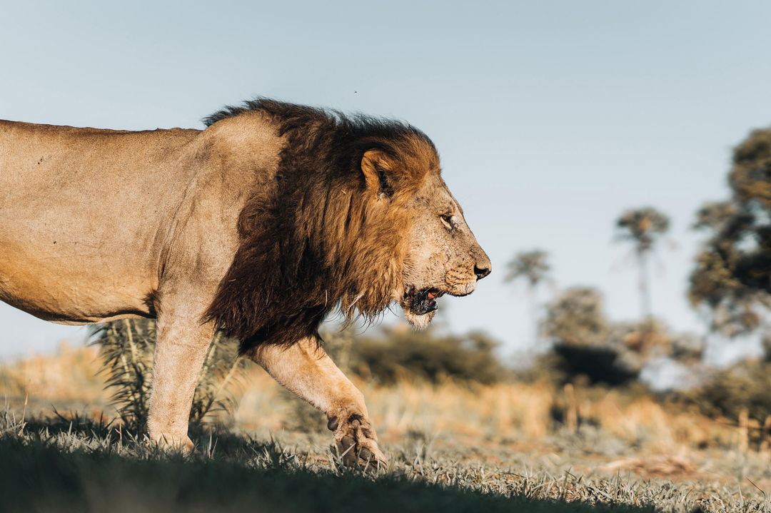 male lion walking on the savannah at Wilderness Mombo Camp in the Okavango Delta