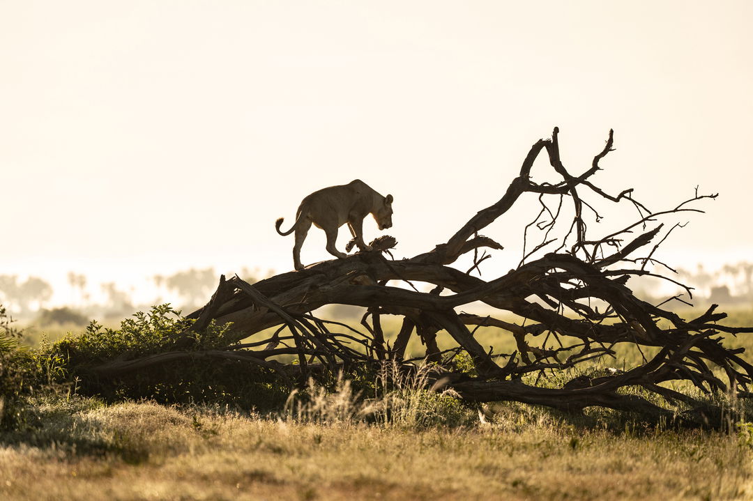 lioness climbing on a fallen tree on the delta plains by Wilderness Mombo Camp Okavango Delta