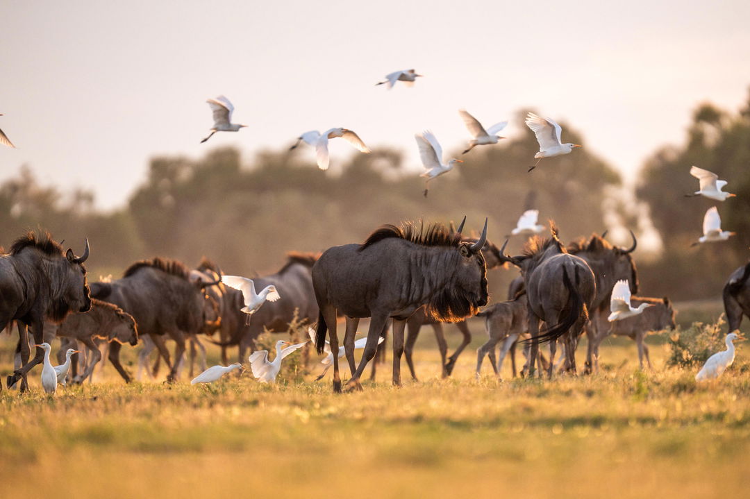 herd of wildebeest on the plains at Wilderness Mombo Camp in the Okavango Delta