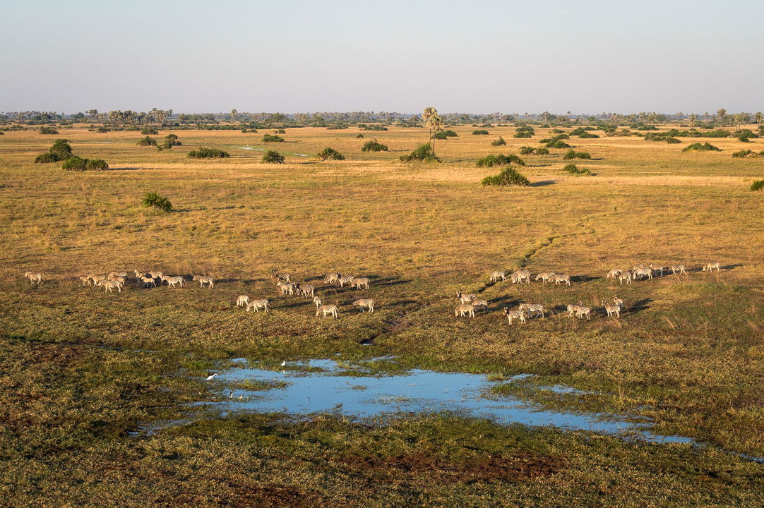 herd of zebras at a watering hole at Wilderness Mombo Camp in the Okavango Delta