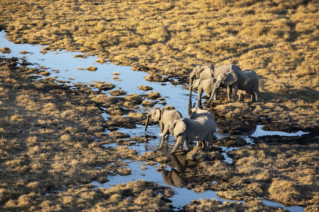 herd of elephants drinking water in the Okavango delta filmed from above at Jao Camp Botswana