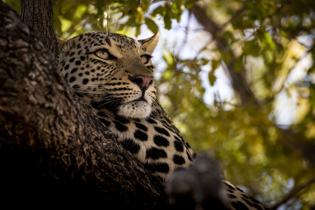 head view of young leopard lying in a tree at Jao Camp Botswana