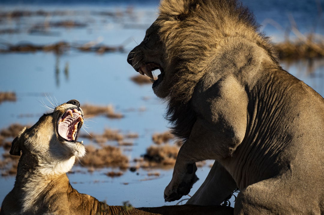 Male and female lion snarling at one another at sunset in Jao Camp Botswana