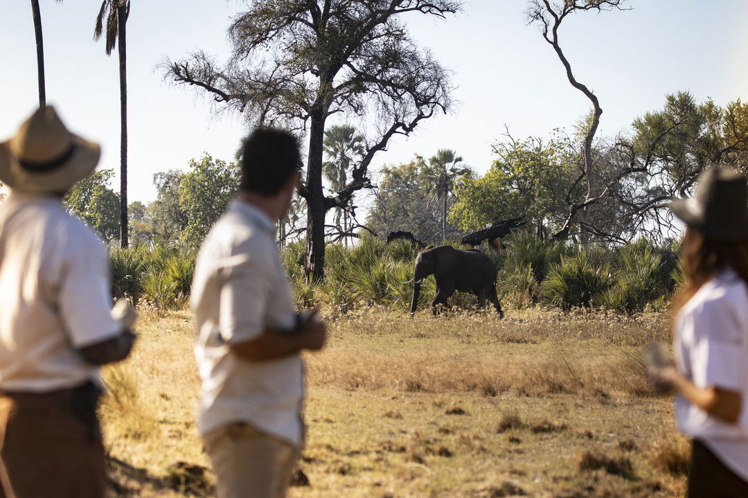 guest looking at elephant in background whilst on safari at Jao Camp Wilderness Okavango Delta Botswana
