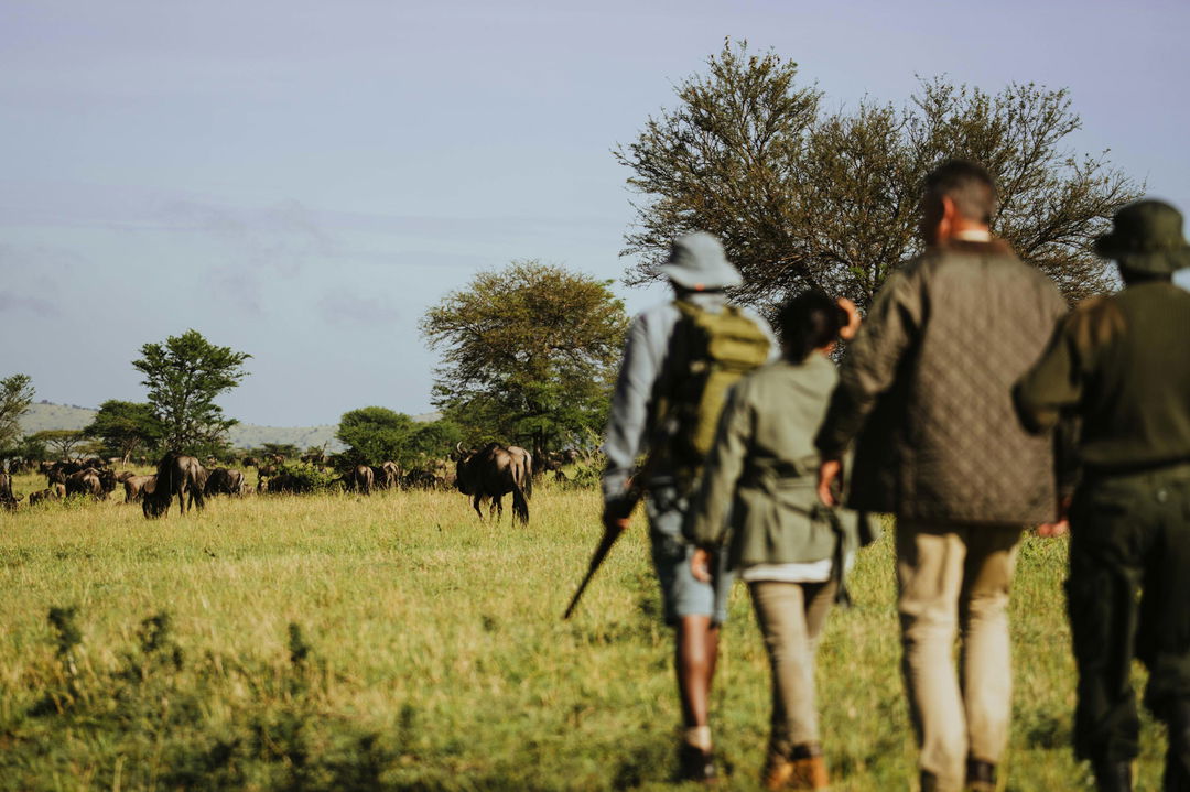 bush walking activity with guests at Wilderness Usawa tented camp Serengeti