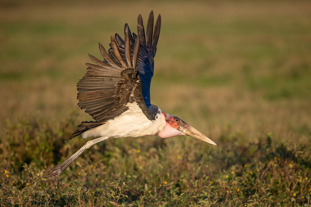 marabou in flight by Wilderness Usawa tented camp Serengeti