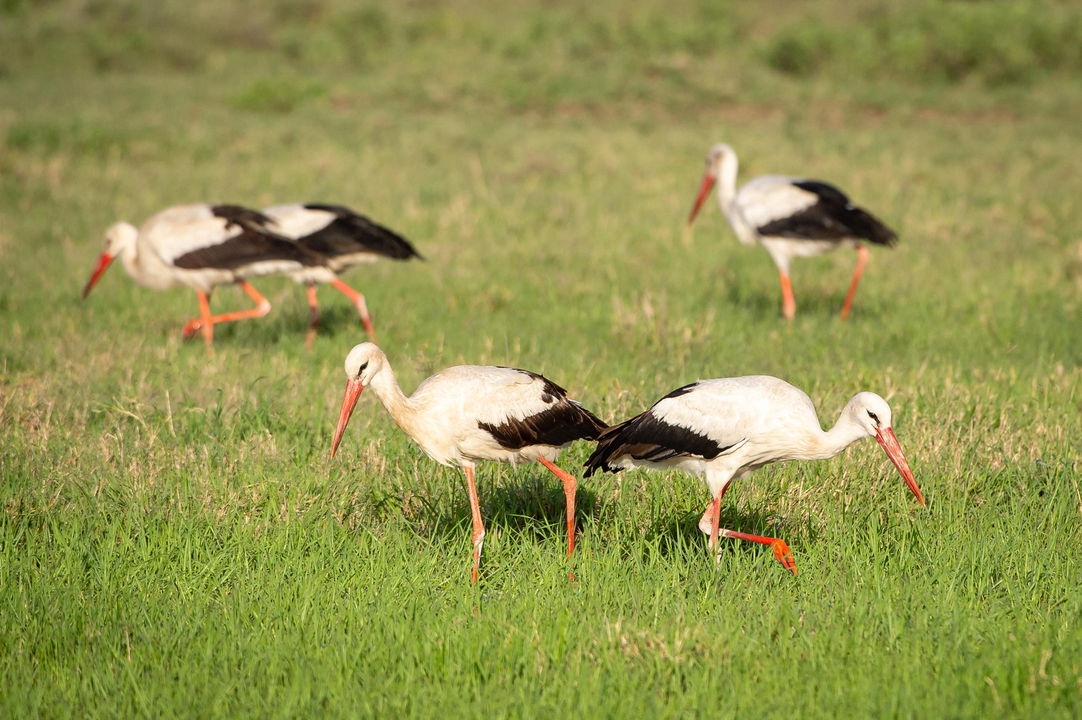storks grazing on plains by Wilderness Usawa tented camp Serengeti
