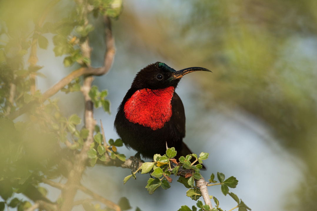 scarlet chested sunbird sighted by Wilderness Usawa tented camp Serengeti