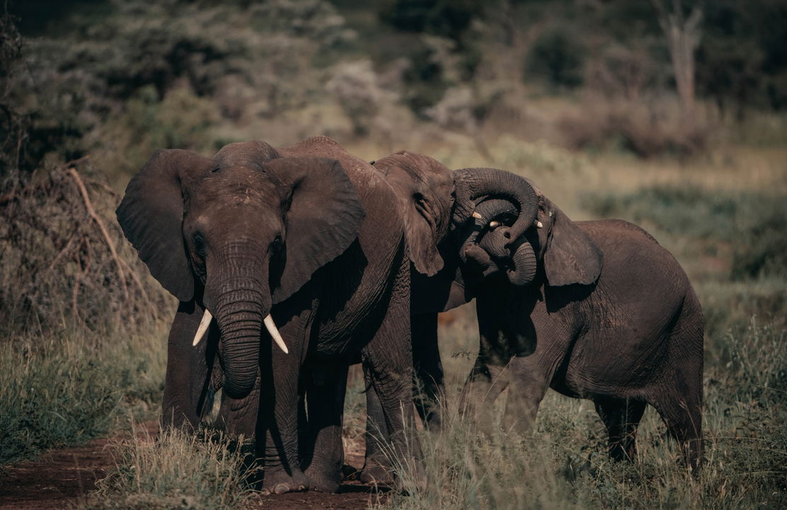 elephants playing as sighted by Wilderness Usawa tented camp Serengeti