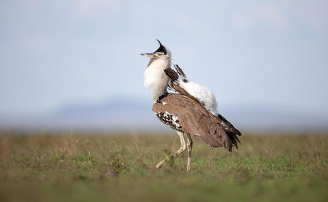 Kori bustard on the plains by Wilderness Usawa tented camp Serengeti Kori bustard on the plains by Wilderness Usawa tented camp Serengeti