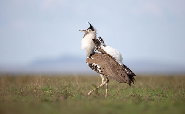 Kori bustard on the plains by Wilderness Usawa tented camp Serengeti Kori bustard on the plains by Wilderness Usawa tented camp Serengeti
