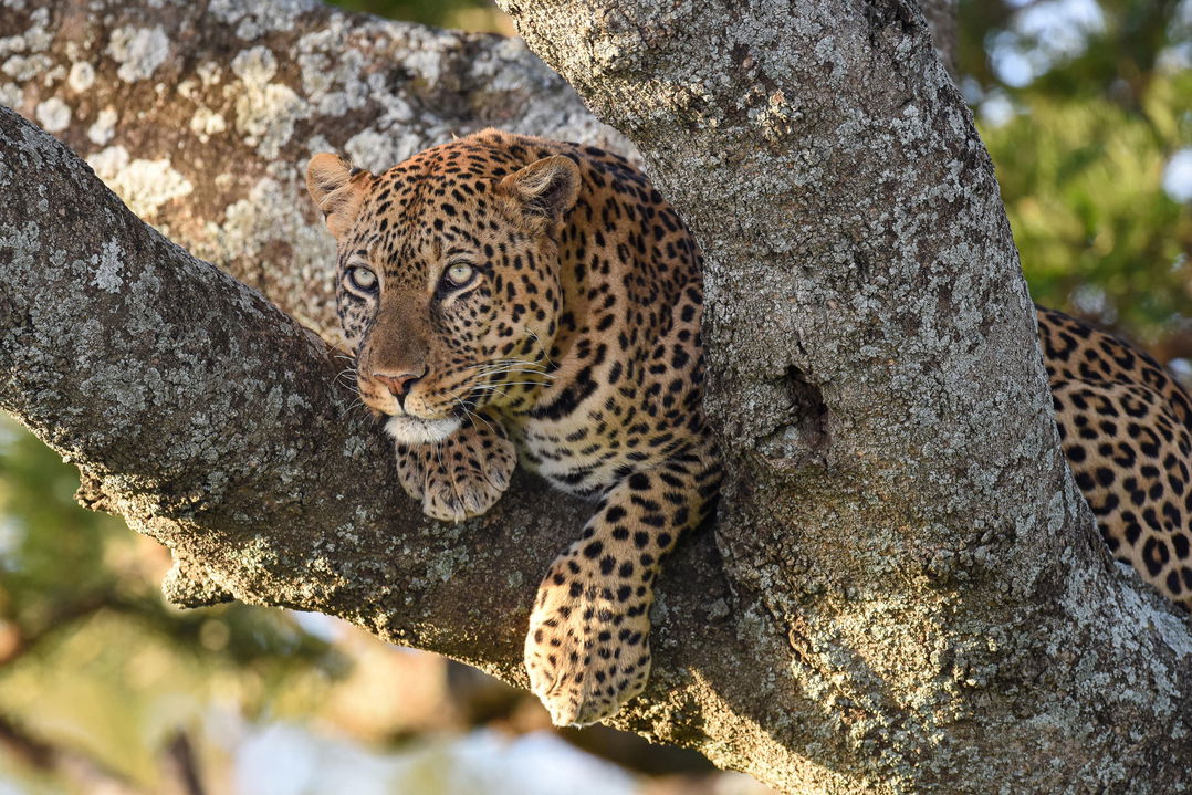 leopard in a tree sighted by Wilderness Usawa tented camp Serengeti
