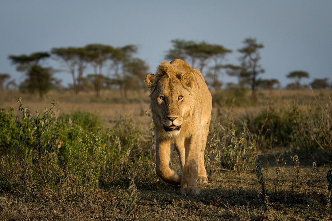 lion on the plains walking sighted by Wilderness Usawa tented camp Serengeti