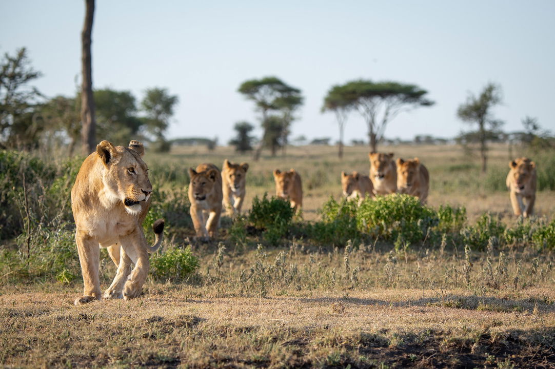 pride of lions on the plains of Wilderness Usawa tented camp Serengeti
